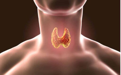 Tireoide e fertilidade: como os hormônios influenciam na gestação